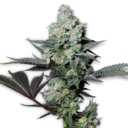 strain-cookie monster a